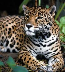 Se escapó el jaguar.