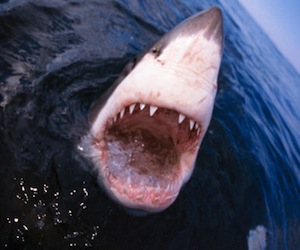 Aguas sangrientas: Récord de muertes por ataques de tiburones en el 2011